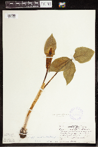 Arisaema triphyllum image