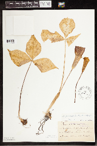 Arisaema triphyllum image