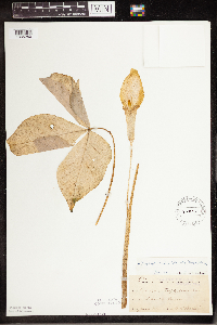 Arisaema triphyllum image