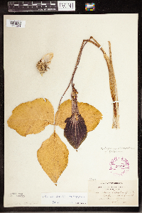 Arisaema triphyllum image