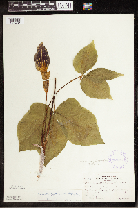 Arisaema triphyllum image