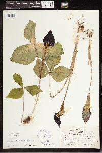 Arisaema triphyllum image
