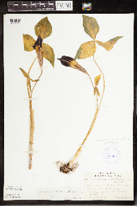 Arisaema triphyllum image