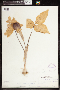 Arisaema triphyllum image