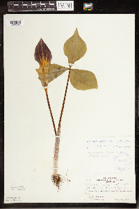 Arisaema triphyllum image