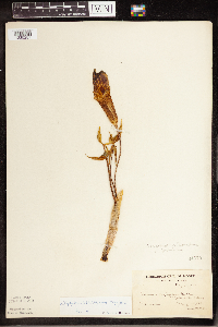 Arisaema triphyllum image