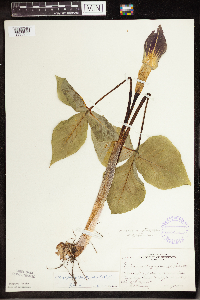 Arisaema triphyllum image