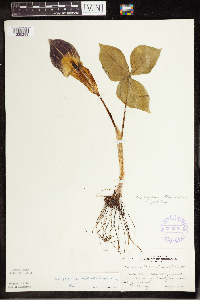 Arisaema triphyllum image