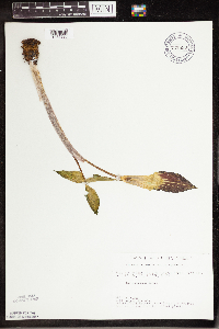 Arisaema triphyllum image