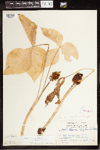 Arisaema triphyllum image