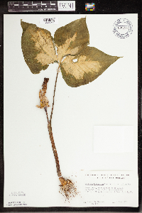 Arisaema triphyllum image