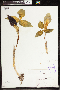 Arisaema triphyllum image