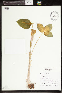 Arisaema triphyllum image