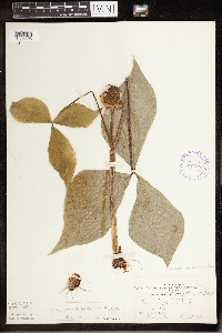 Arisaema triphyllum image