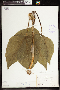 Arisaema triphyllum image