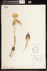 Arisaema triphyllum image