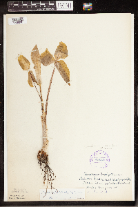 Arisaema triphyllum image