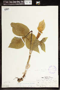 Arisaema triphyllum image