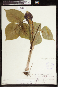 Arisaema triphyllum image