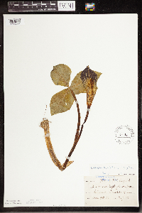 Arisaema triphyllum image