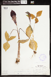 Arisaema triphyllum image