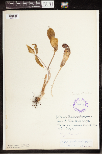 Arisaema triphyllum image