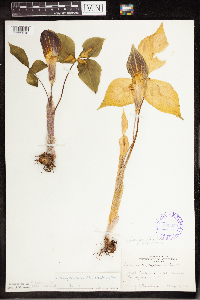 Arisaema triphyllum image