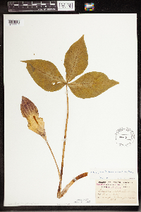 Arisaema triphyllum image