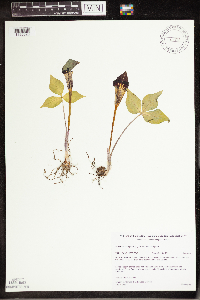Arisaema triphyllum image