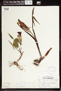 Arisaema triphyllum image