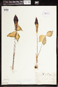 Arisaema triphyllum image
