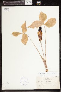 Arisaema triphyllum image