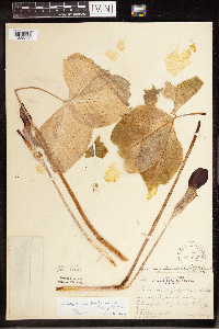 Arisaema triphyllum image