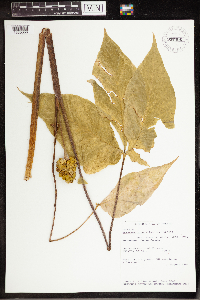 Arisaema triphyllum image