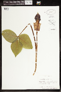 Arisaema triphyllum image