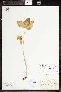 Arisaema triphyllum image