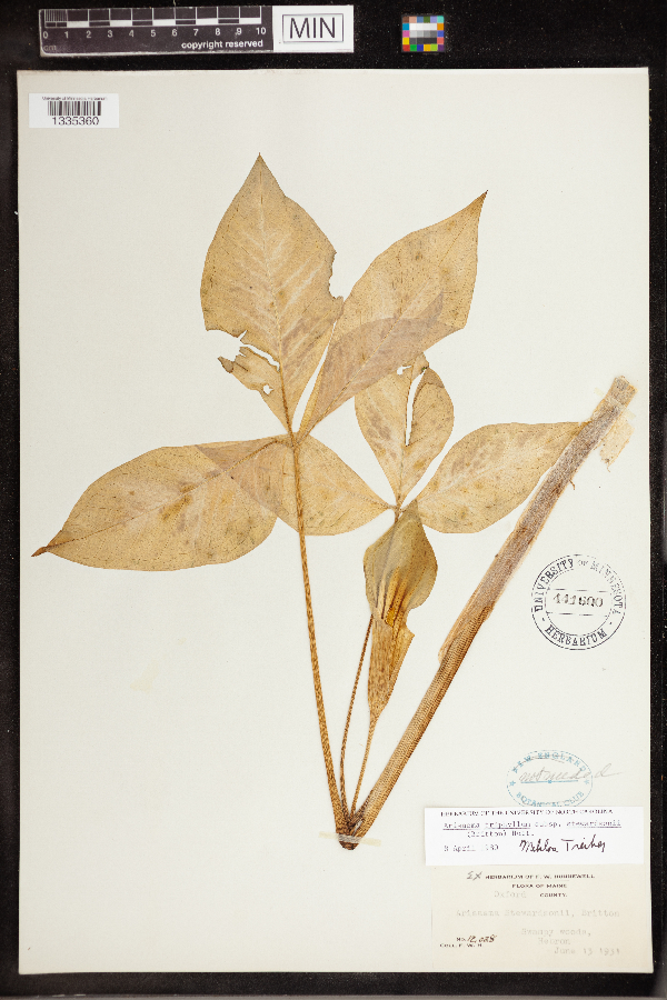 Arisaema triphyllum image