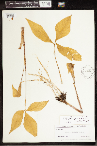 Arisaema triphyllum image