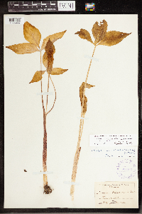 Arisaema triphyllum image