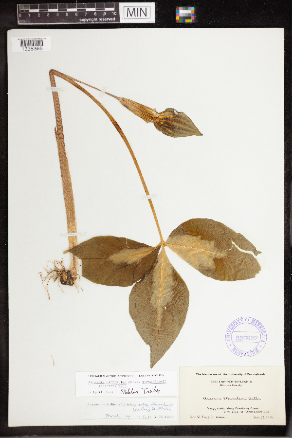 Araceae image