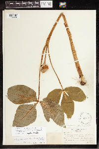 Arisaema triphyllum image