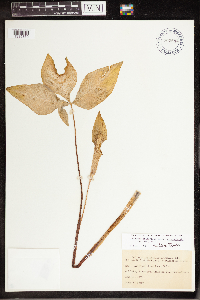 Arisaema triphyllum image