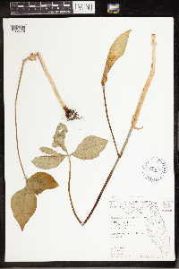 Arisaema triphyllum image