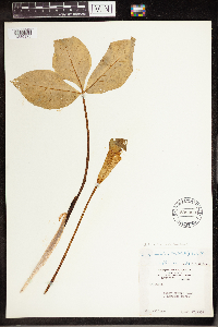 Arisaema triphyllum image