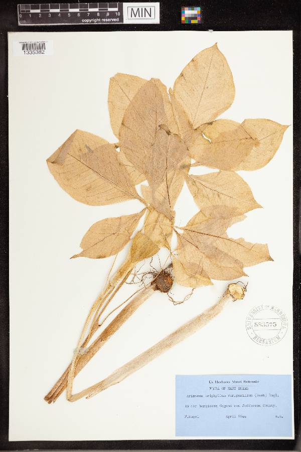 Arisaema triphyllum subsp. pusillum image