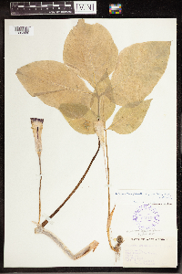 Arisaema triphyllum image