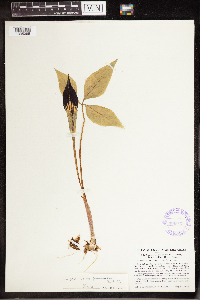Arisaema triphyllum image