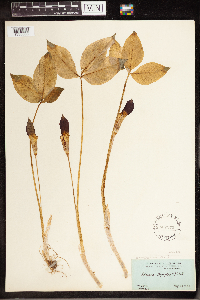 Arisaema triphyllum image