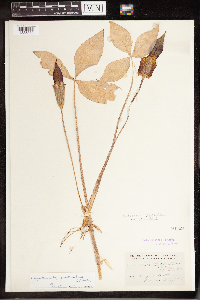 Arisaema triphyllum image