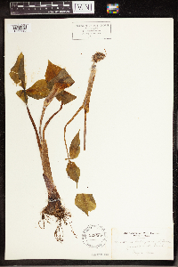 Arisaema triphyllum image